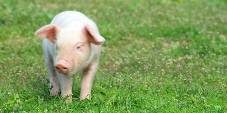 gambar babi di pekarangan