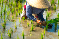 Panduan Lengkap Menanam Padi untuk Petani Pemula di Indonesia