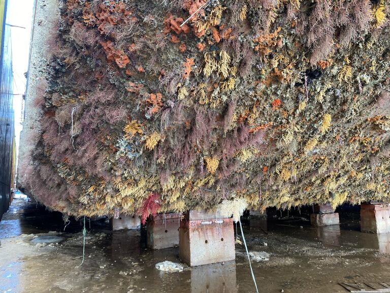 Kerang laut yang menjadi penghambat kapal dan konsumsi bahan bakar yang boros