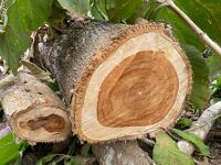 Jenis-Jenis Kayu yang di gunakan kapal: Rahasia Kekuatan Konstruksi Kapal Pinisi Bulukumba